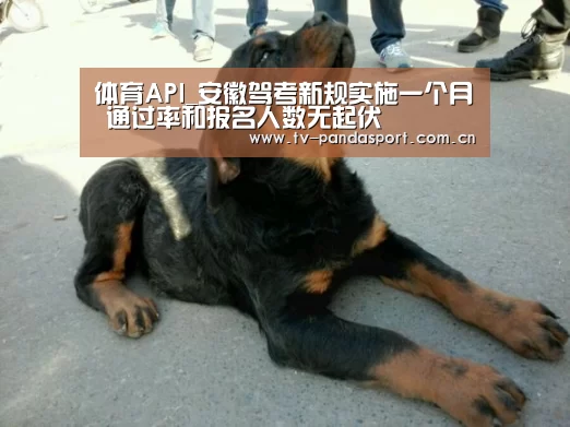 体育API